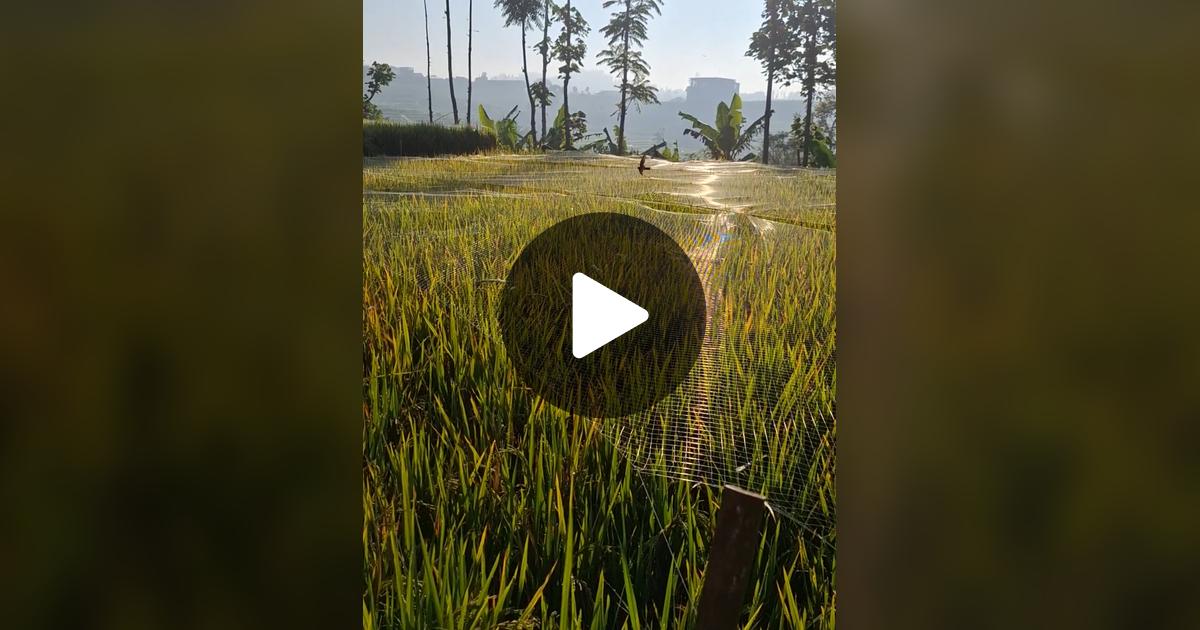 blackshopee_'s tweet card. Lihat video PINUS GREEN BEAN.