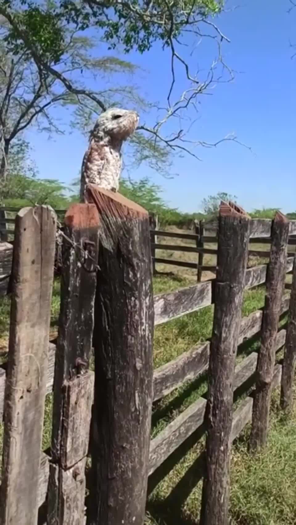 GoblinQChesh's tweet card. ? This is the best footage I have ever seen of my favourite bird, the...