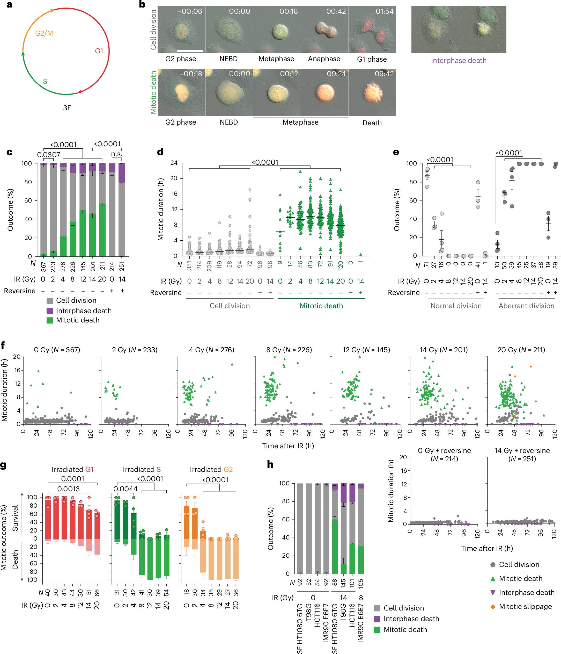 TheCesareLab's tweet card. Nature Cell Biology - Szmyd et al. show that DNA repair pathways impact whether cells with DNA lesions arrest in mitosis. The formation of homologous recombination-driven double Holliday junctions...