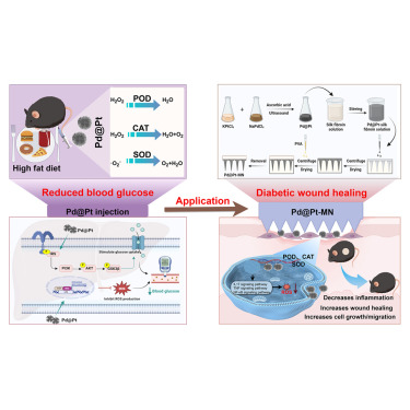 CellRepPhysSci's tweet card. Wang et al. explore the therapeutic application of Pd@Pt nanozymes for type 2 diabetes and its complications. Their research demonstrates that a microneedle patch incorporating these nanozymes can...