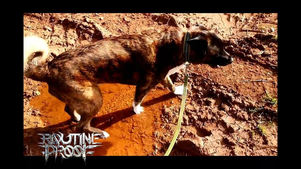 Routineproof's tweet card. Holloway - New song... I'll give you one whole pound if you can tell...