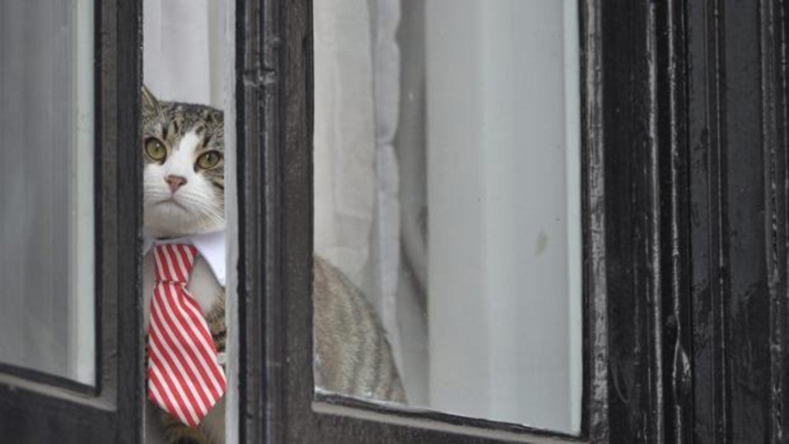 lambdatres3's tweet card. El 30% de los encuestados aseguran que estarían dispuestos a trabajar durante más horas si estuviesen acompañados de su maascota