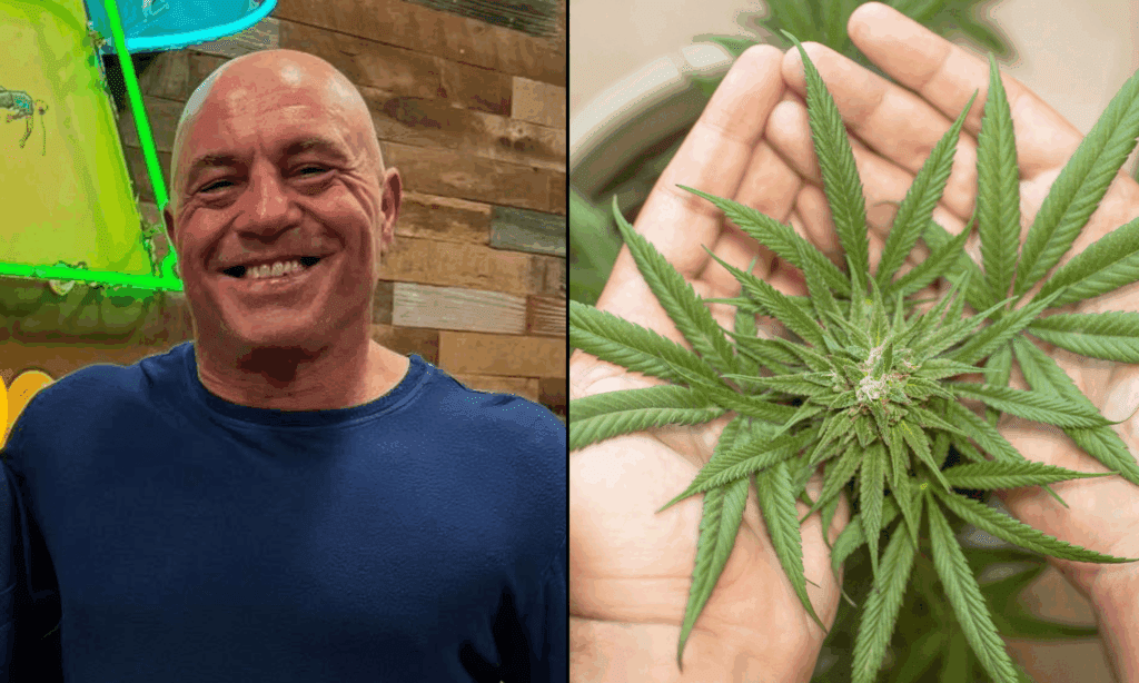 MarijuanaMoment's tweet card. Podcaster Joe Rogan says Congress needs to fix the “really bad” mistake lawmakers made by recriminalizing consumable hemp products—warning that restricting access to cannabinoids like CBD will harm...