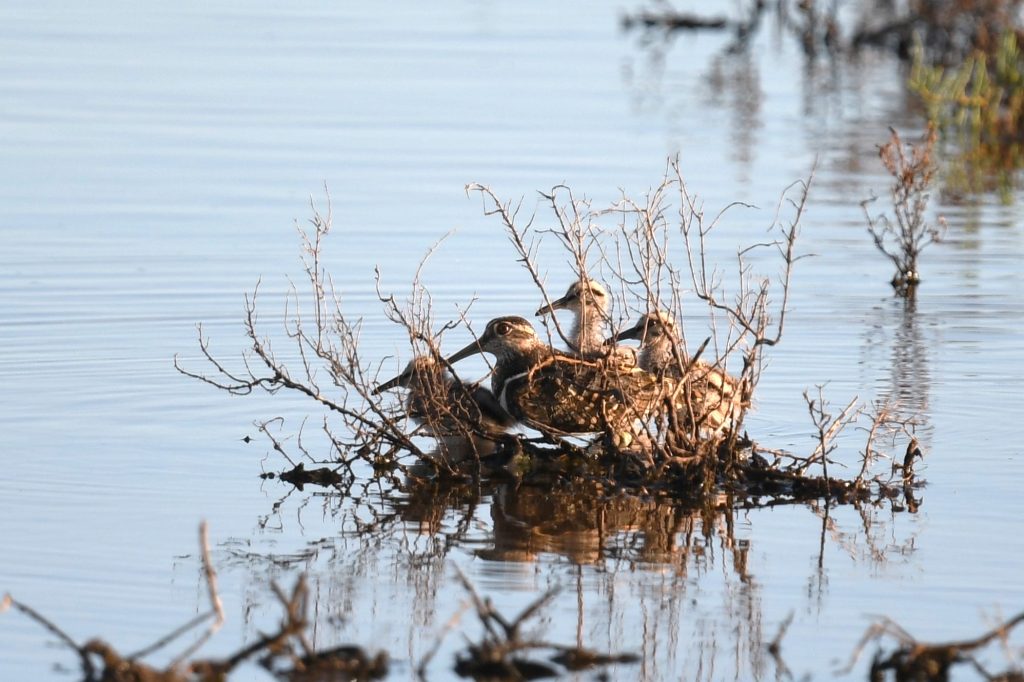 TrackingAPSnipe's tweet card. Recent Sightings - Australian Painted Snipe Tracking