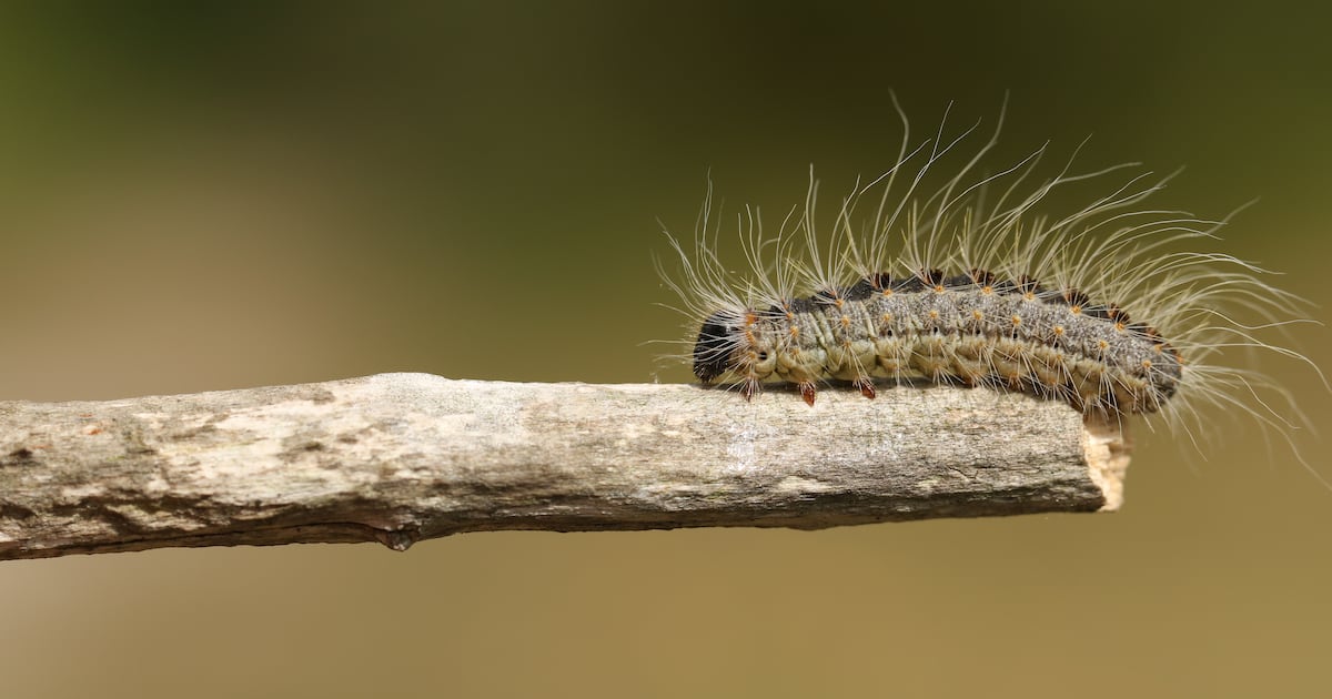 INVASBio's tweet card. Caterpillars from nests near Phoenix Park showed the colony was two years old