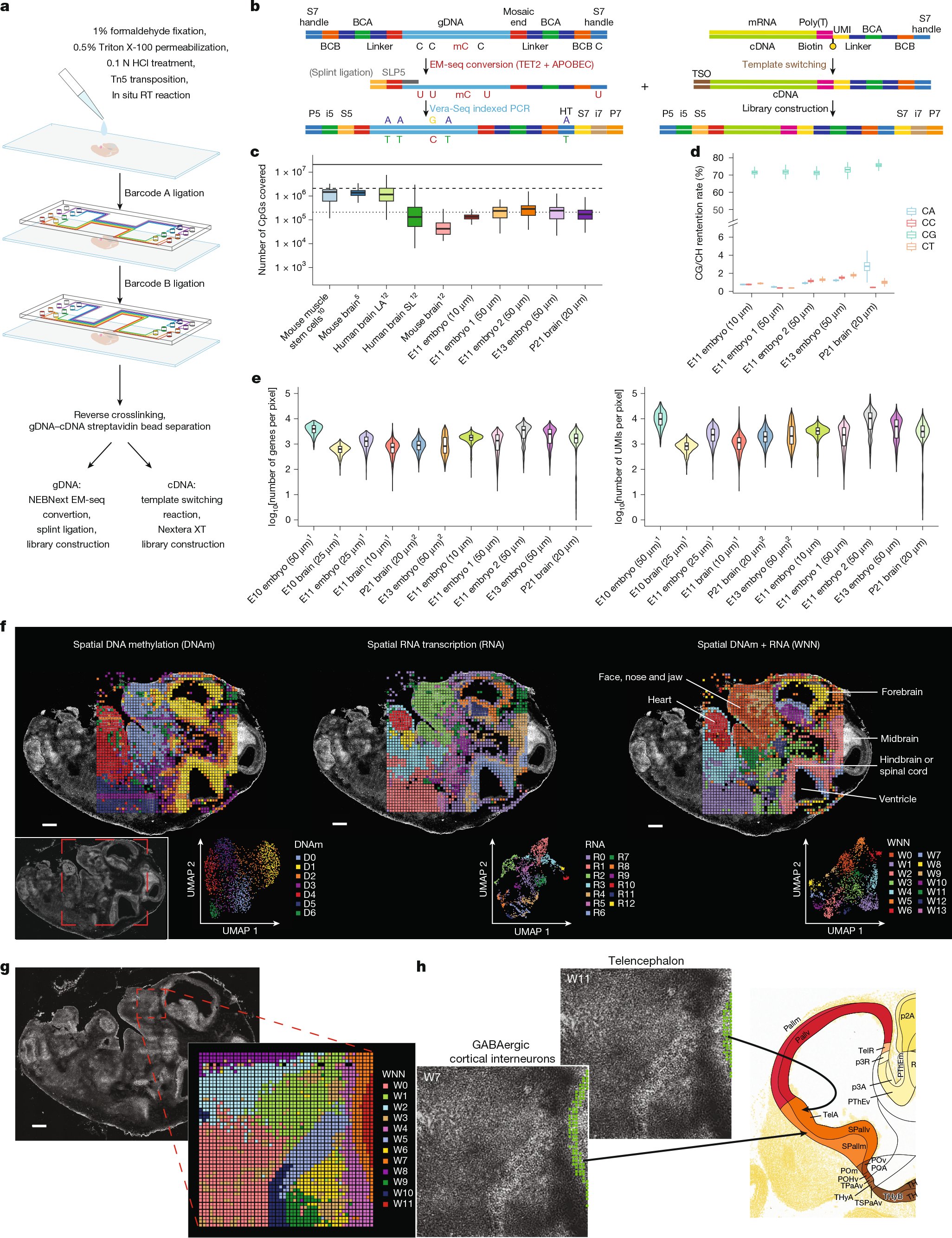 DengYanxiang's tweet card. Nature - DNA-methylation and gene-expression profiling of tissue sections at near single-cell resolution can be used to create detailed spatial maps showing how methylation and transcription...
