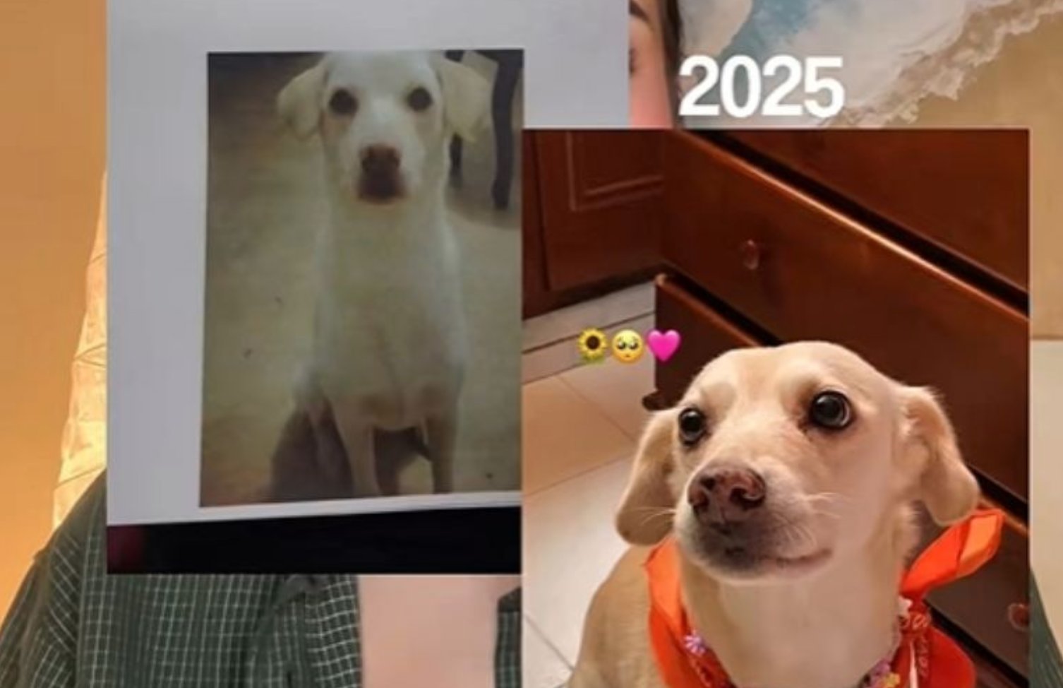 Noticias1activa's tweet card. Un video desgarrador revela el reencuentro de Venus, una perrita perdida, con su dueña original siete años después. Conoce la increíble historia viral de TikTok.