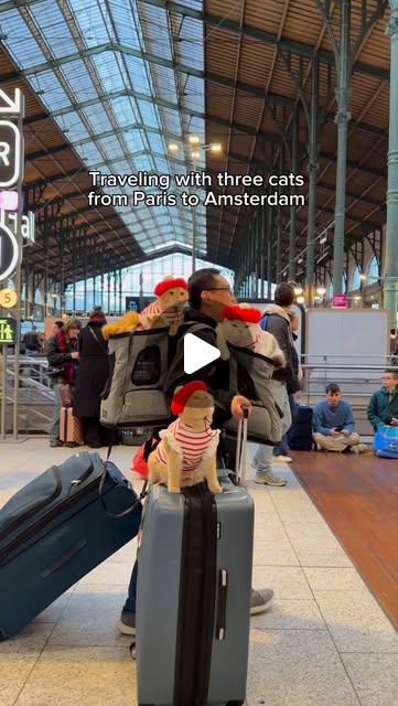 Schoderli's tweet card. Sponge Cake + Mocha + Donut (@spongecake_thescottishfold) • Instagram reel