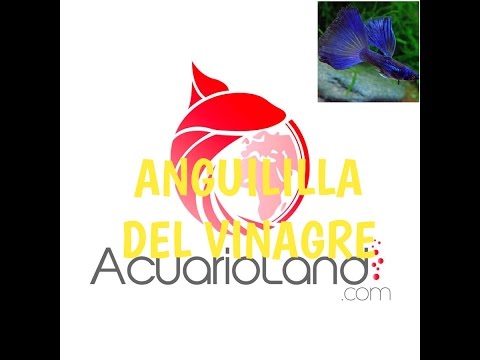 ACUARIOSESP's tweet card. Cómo iniciar cepa de anguililla del vinagre |HD|