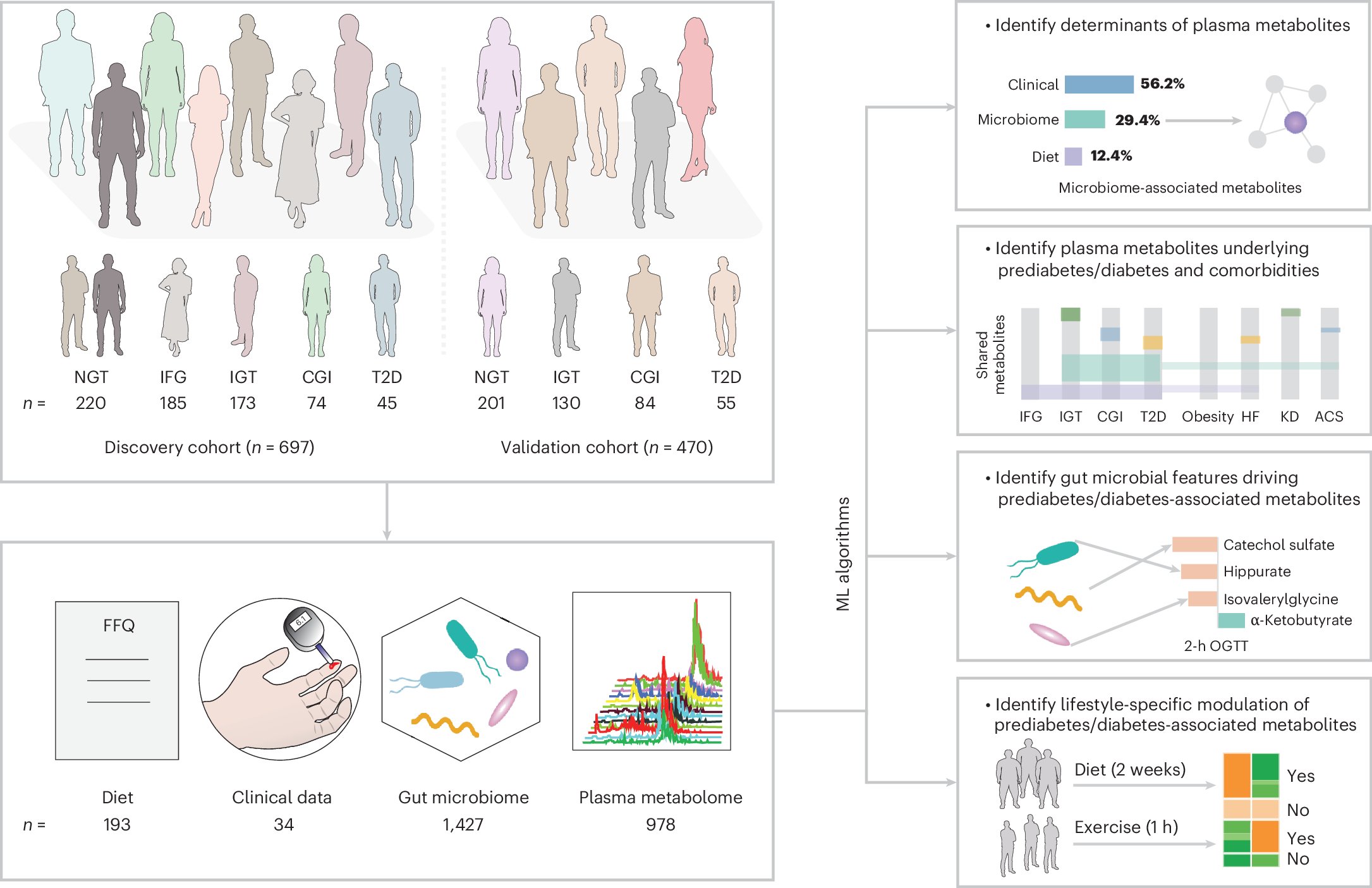 hlcao's tweet card. Nature Medicine - A map of microbiome–metabolome dynamics in people with type 2 diabetes identifies over 500 blood metabolites associated with impaired glucose control, with approximately...