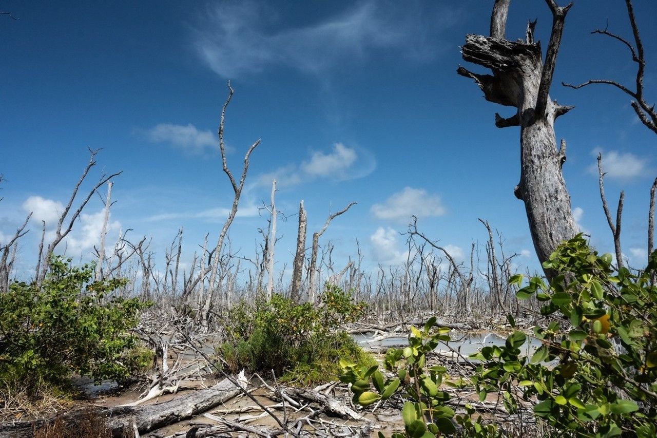 CoastalECU's tweet card. In the Florida Everglades, NASA’s BlueFlux Campaign investigates the relationship between tropical wetlands and greenhouse gases.