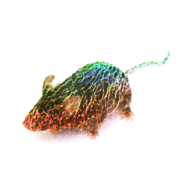 CalveLab's tweet card. Openings | meml