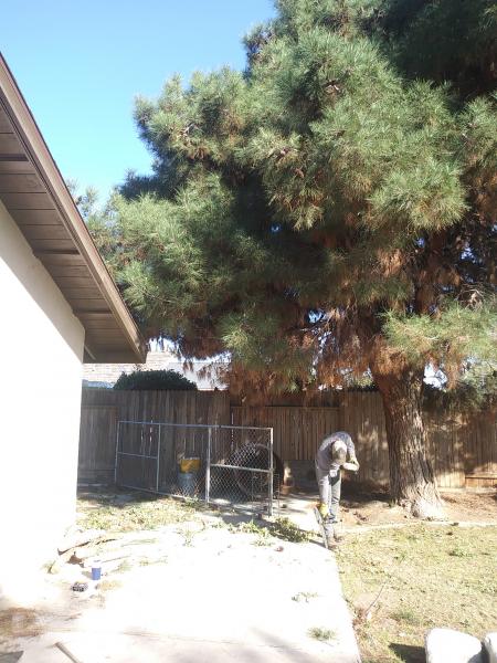 BakersfieldKern's tweet card. Tree service Bakersfield (661) 748-3332 I specialize in tree trimming, skin and trim queen palms, tree removal, and stump grinding.