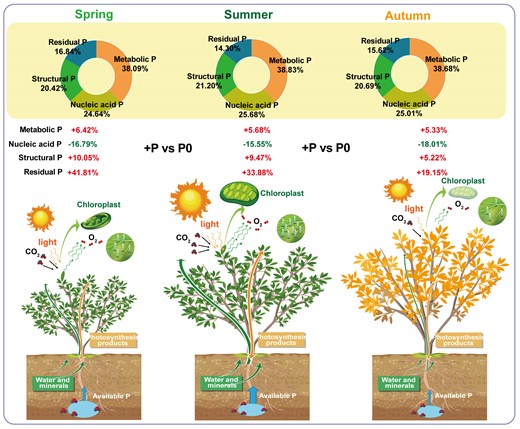 JPlantEcol's tweet card. Abstract. Phosphorus (P) is vital for plant responses to climate change, influencing primary productivity. However, the seasonal variations of foliar phosp