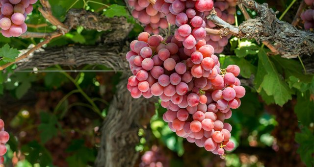 cfleach1's tweet card.  Grace be with all those who love our Lord Jesus Christ in sincerity. Amen. (Ephesians 6:24 NKJV) EPHESIANS 6 IN ITS ENTIRETY. Thought for the Week: It is easy to say we love Jesus Christ, but our …