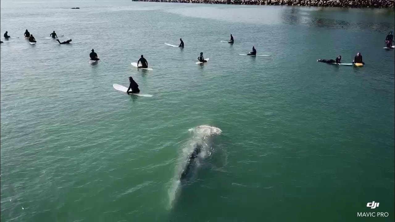 ForrestMSmith's tweet card. Whale Surfing | DJI Mavic Pro