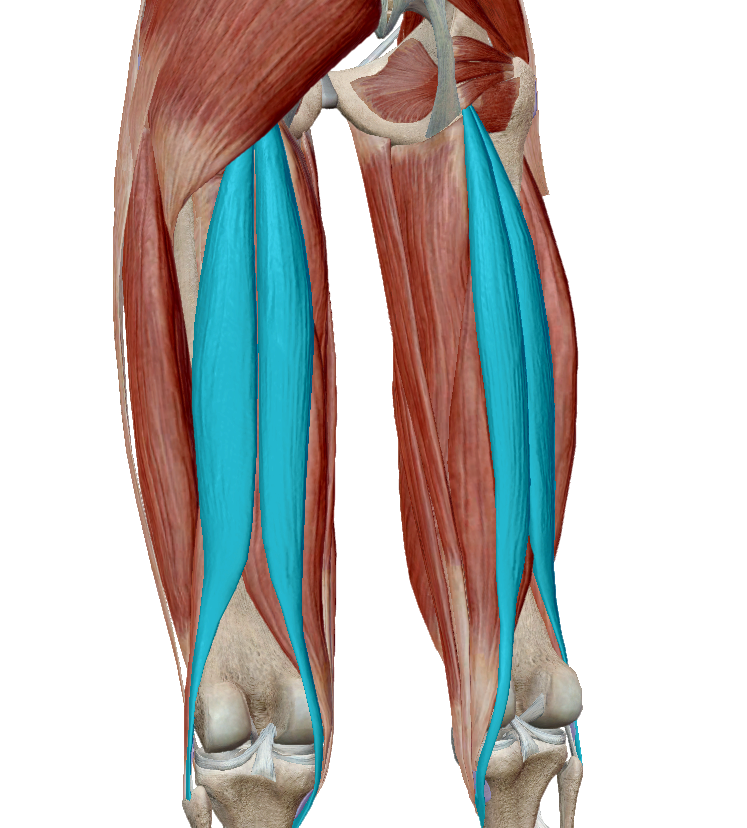 myexergenie's tweet card. Hamstring injuries are common in sports, requiring effective prevention and rehabilitation strategies. This paper summarizes scientific findings on the 10/12 method, which combines a 10-second...