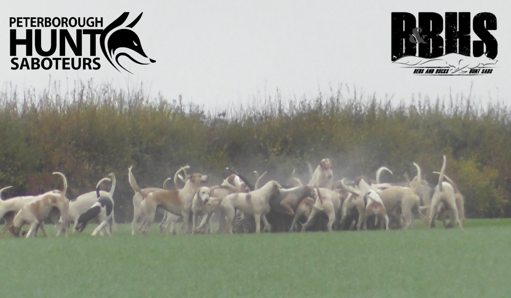 HsaChair's tweet card. This morning, Wednesday 29th October, the criminal Fitzwilliam Hunt killed a fox while hunting near Keyston in Cambridgeshire. They met at Manor Farm and spent the morning hunting nearby with sabs in...