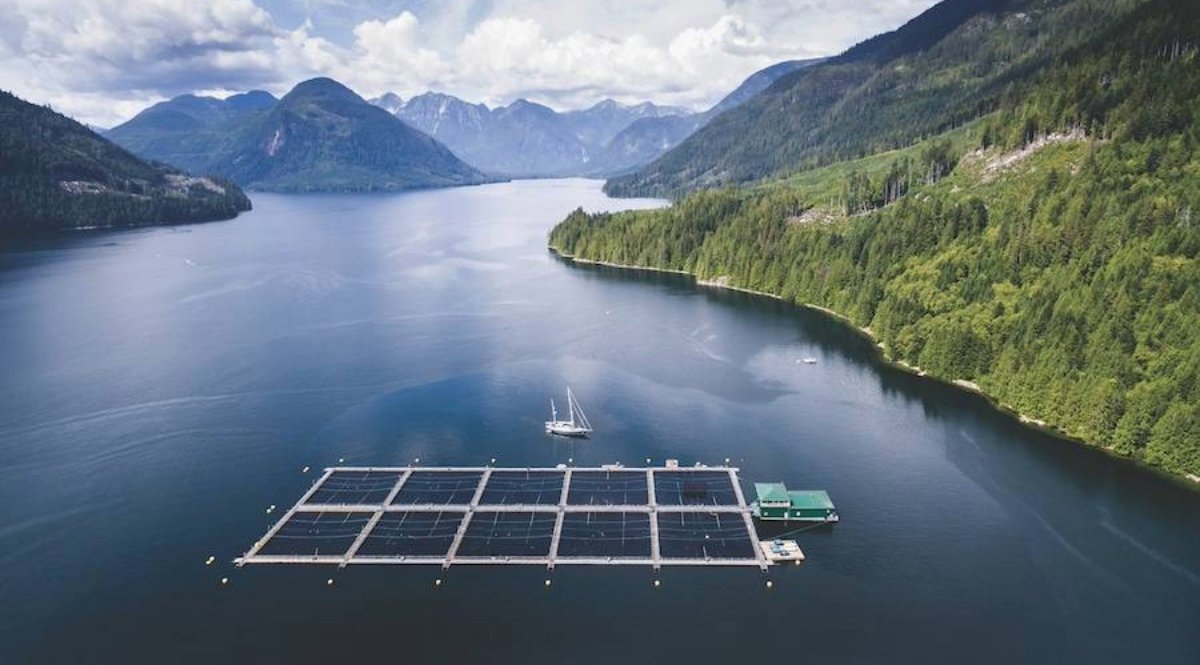 SeaWestNews's tweet card. A newly released study challenges claims by anti-fish farming activists that pathogens from salmon farms in BC pose a threat to wild salmon