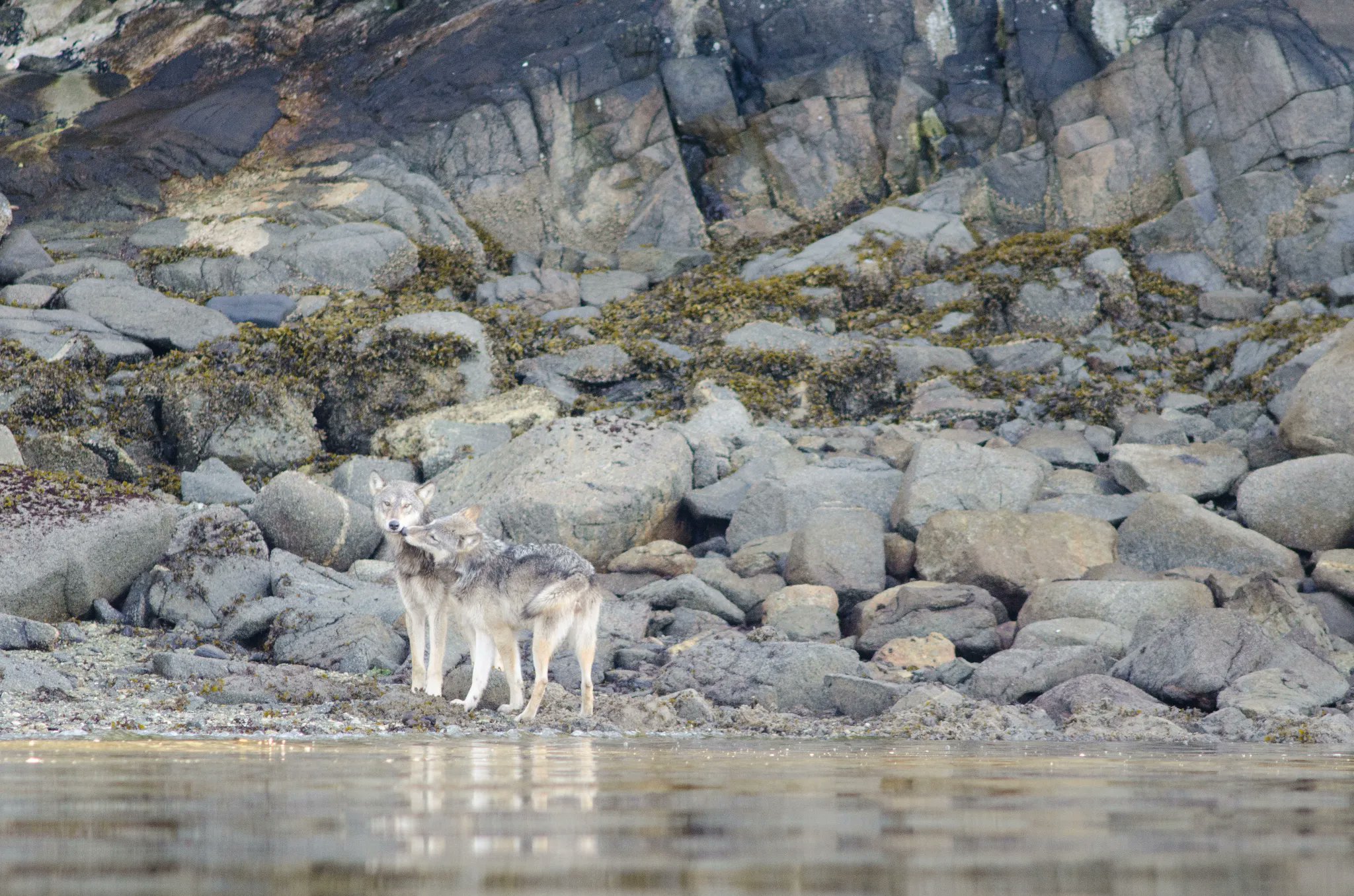 ExplorersWeb's tweet card. Wild wolves have learned to retrieve and eat from crab traps. A new study explores this new behavior, asking if it shows wolves using tools.