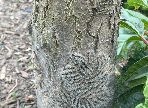 INVASBio's tweet card. Ireland is being taken to court over yet another failure in relation to nature and biodiversity protections.