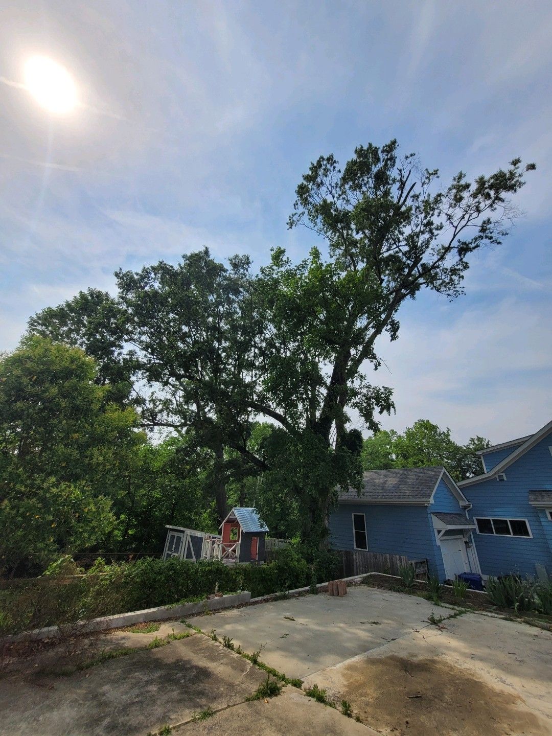 LocalTreeDoctor's tweet card. Do you have a tree that is sick or dying? Contact us today to schedule a tree assessment. We can provide options to save your tree and/or mitigate the risk. https://lnkd.in/gAHUpcEr 919-260-1865...