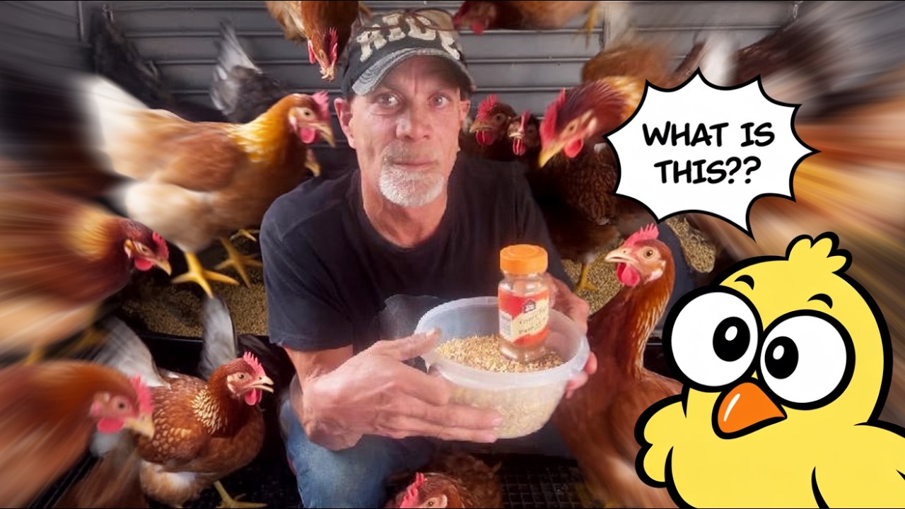 strumngrumbles's tweet card. Don't Make This $1000 Mistake with Your Chicken Feed - Fermentation...