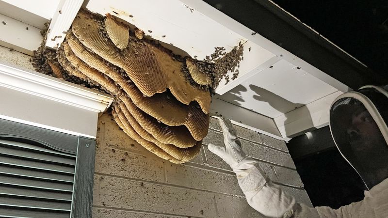 beegeek's tweet card. Some entomologists are growing concerned about the increasing number of dead honeybees – a species vital to our ecosystem, especially food production.