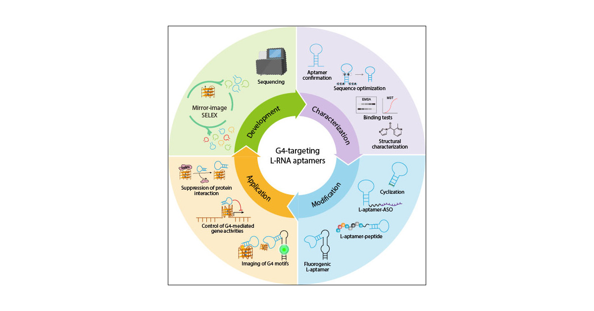 kitkwok6's tweet card. ConspectusAptamers are single-stranded DNA or RNA oligonucleotides that bind specifically and strongly to their target molecules. However, the inherent instability of natural DNA and RNA aptamers in...