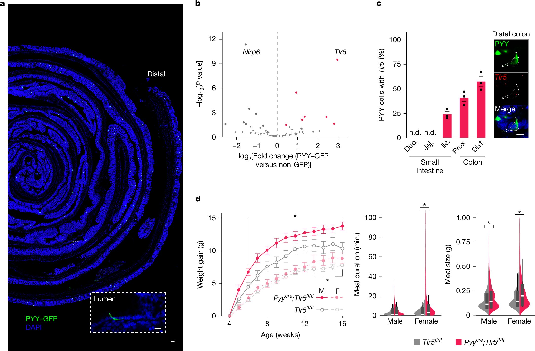 Lo_Zanzi's tweet card. Nature - A study reveals a gut–brain sensory pathway through which the microbial component flagellin activates neuropod cells in the colon to signal the brain and reduce feeding in mice.