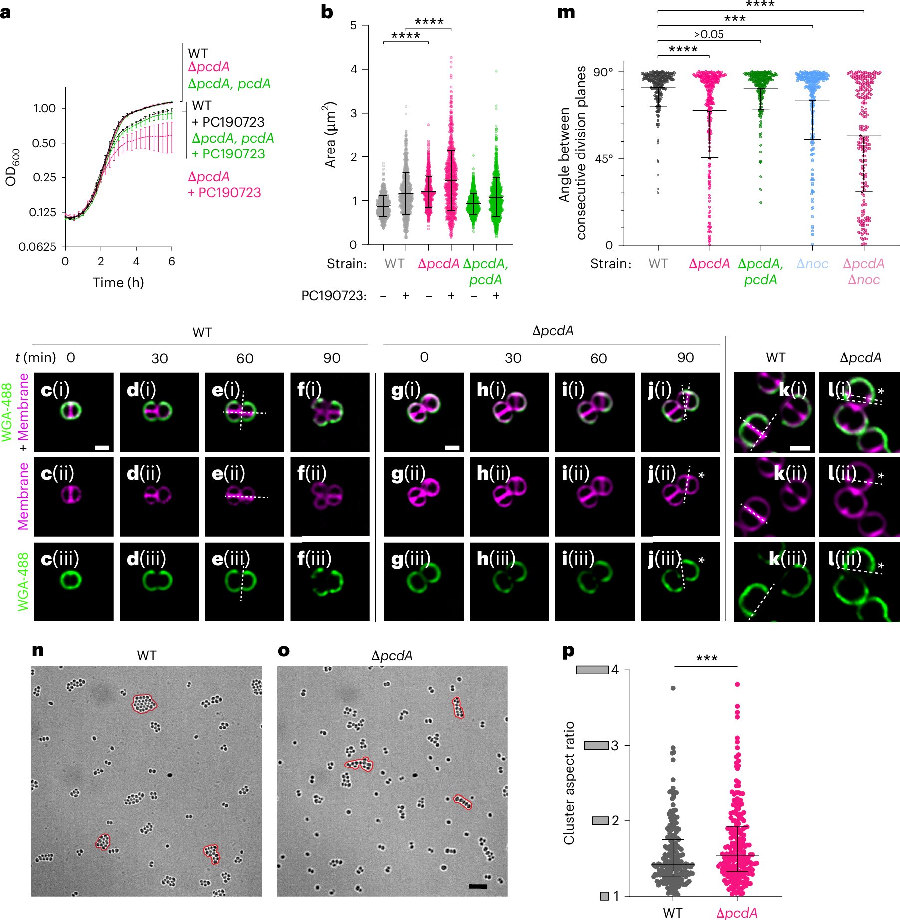 NatureMicrobiol's tweet card. Nature Microbiology - PcdA interacts with DivIVA and FtsZ, promoting Z-ring formation and division plane selection in Staphylococcus aureus, which increases virulence in mice and reduces...
