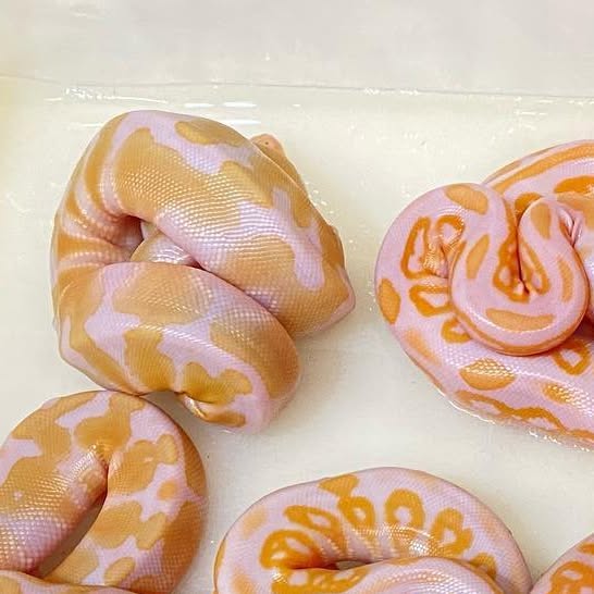 moreballpython's tweet card. 再來藝球 One More Ball Python （球蟒繁殖） (@one_more_ball_python) • Instagram photos and videos