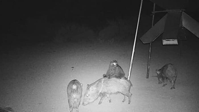 ksatnews's tweet card. So a raccoon is riding a javelina...