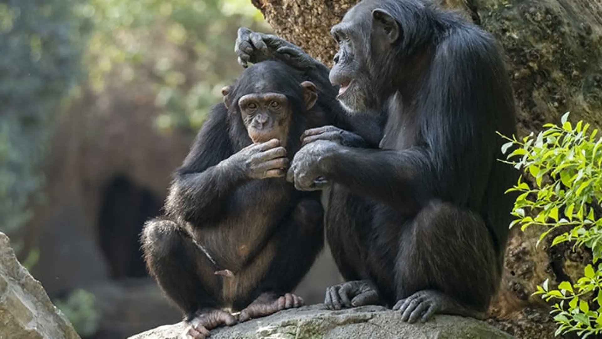 apdda's tweet card. La norma, impulsada por el Ministerio de Derechos Sociales, protegerá a especies como el orangután, el chimpancé, el bonobo y el gorila, que aún son objeto de tenencia y tráfico ilegal.