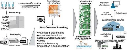 rn_toth's tweet card. Abstract. DNA methylation is a widely studied epigenetic mark and a powerful biomarker of cell type, age, environmental exposures, and disease. Whole-genom