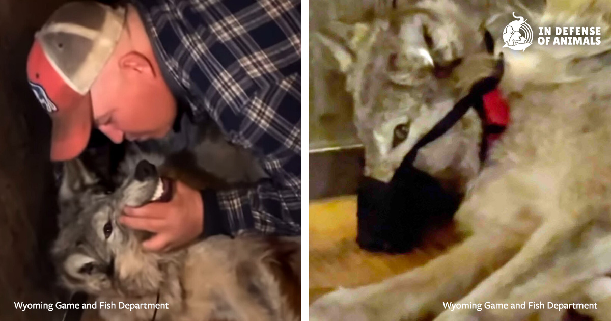 Betty_Lea's tweet card.  