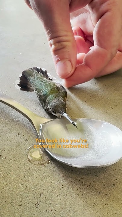 Hucklebarely111's tweet card. Man Finds Paralyzed Hummingbird On Garage Floor | The Dodo