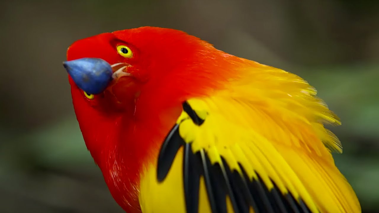 USJRB's tweet card. The Bowerbird's Grand Performance! | Life Story | BBC Earth