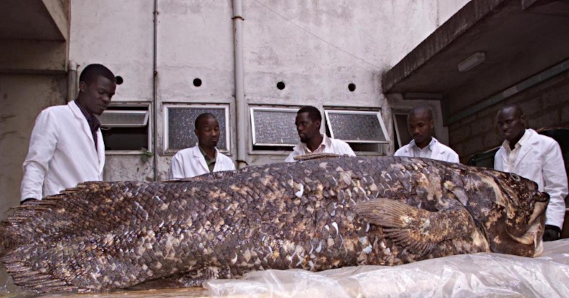ScottESolomon's tweet card. The coelacanth - a wondrous fish that was thought to have gone extinct along with the dinosaurs 66 million years ago before unexpectedly being found alive and well in 1938 off South Africa's east...