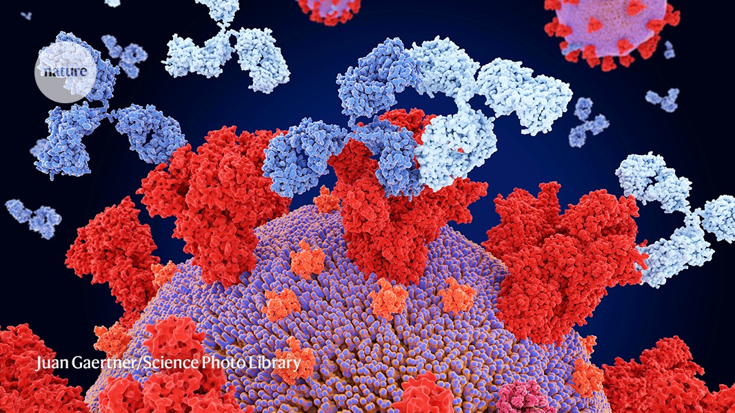 ryuichirapha's tweet card. Nature - Language models similar to those behind ChatGPT have been used to improve antibody therapies against COVID-19, Ebola and other viruses.