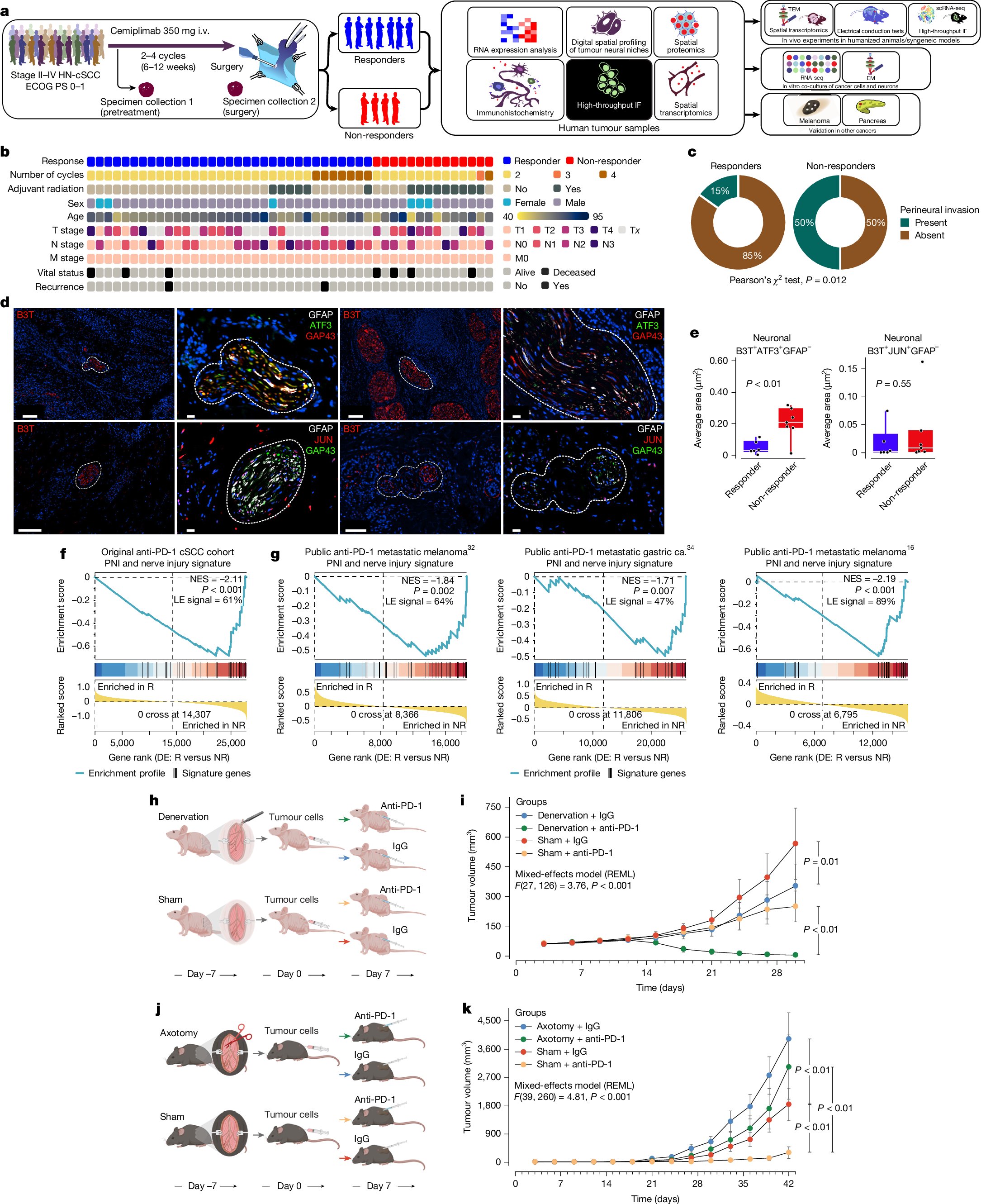 BasuLab1's tweet card. Nature - Perineural invasion and cancer-induced nerve injury of tumour-associated nerves are associated with poor response to anti-PD-1 therapy, which can be reversed by combining anti-PD-1 therapy...
