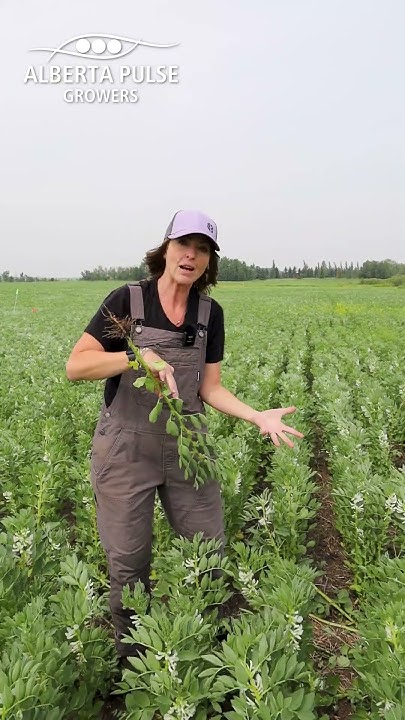 APGresearch's tweet card. Faba as an Indeterminate #farming #agriculture #faba #flowers...