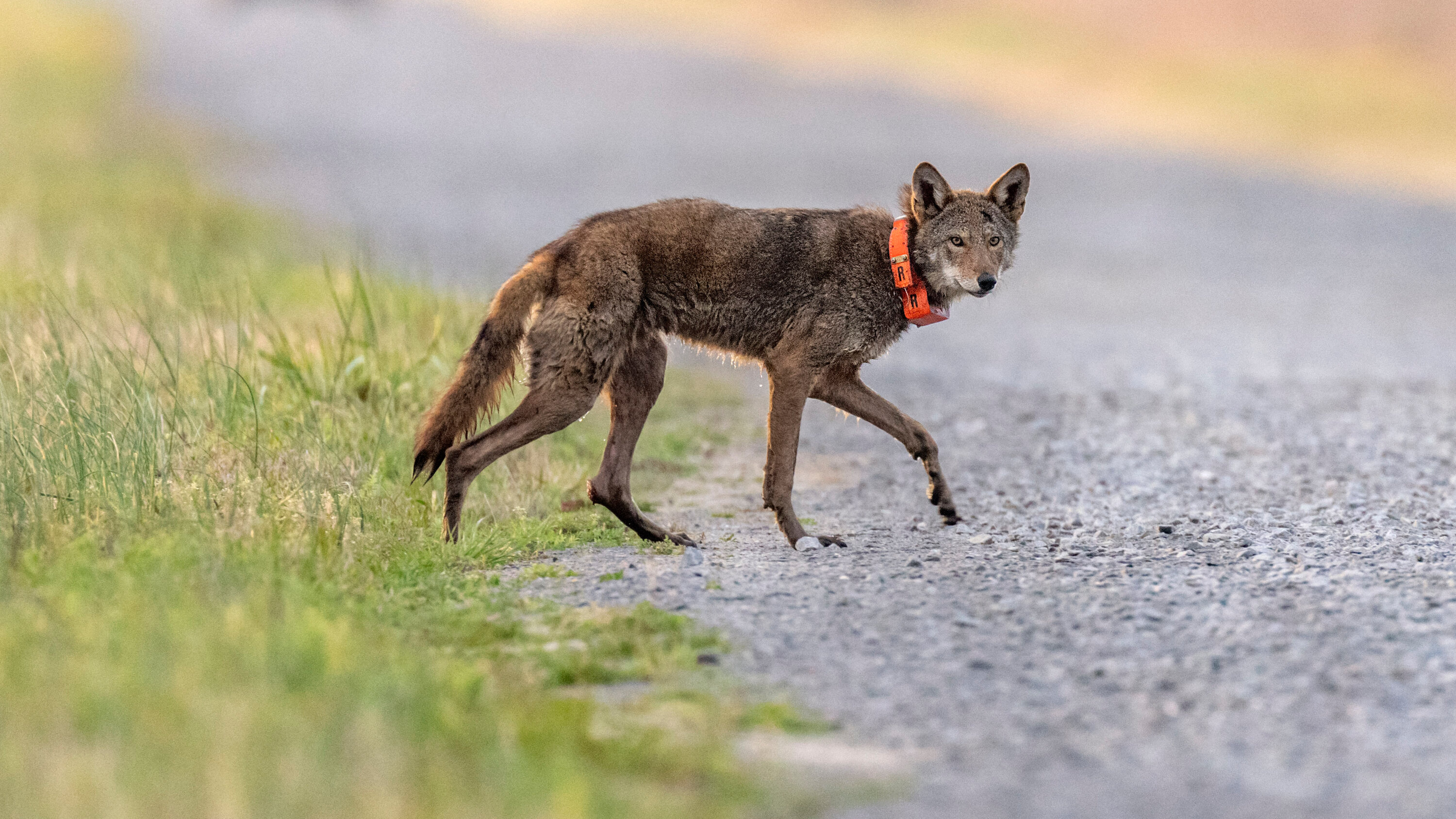 DustinMulvaney's tweet card. Four proposed rules could make it easier to drill for oil or harvest timber in areas where endangered species live.