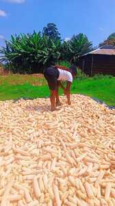 Digxam's tweet card. Tani moja Mahindi ambayo ni sawa na kg 1,000 yanauzwa. Jumla zipo tani 20,000. Mkoa Tukuyu Mbeya. Mahindi yamepeptwa vizuri. Ukitaka kujua gharam...