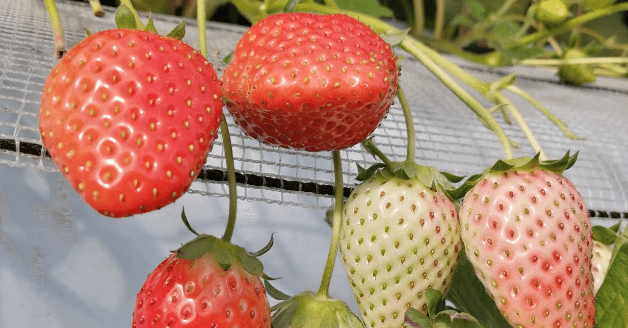 umakunaihouno's tweet card. 初めまして、Nextmergeの飯島です。 Nextmergeでは、TIPWAVEというウォレットを運営しており、 ウォレットを持っていない相手にも、SNSのIDを宛先として、コミュニティのトークン（オフチェーンも可）も送付することができます。 DiscordやTwitterをやっていればユーザがウォレットを作るという行為をしなくても自動的にトークンを受け取ることができます。 TIPWAVE...