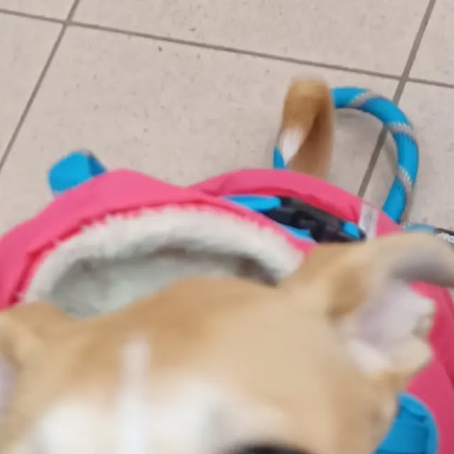 sherrsundi's tweet card. sherrsun (@stayathomepawsmnllc) • Instagram photos and videos