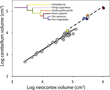 reziliusReza's tweet card. Barton and Venditti show that the cerebellum underwent a marked acceleration in the rate of expansion during the evolution of apes, including humans, increasing faster than predicted by changes in...