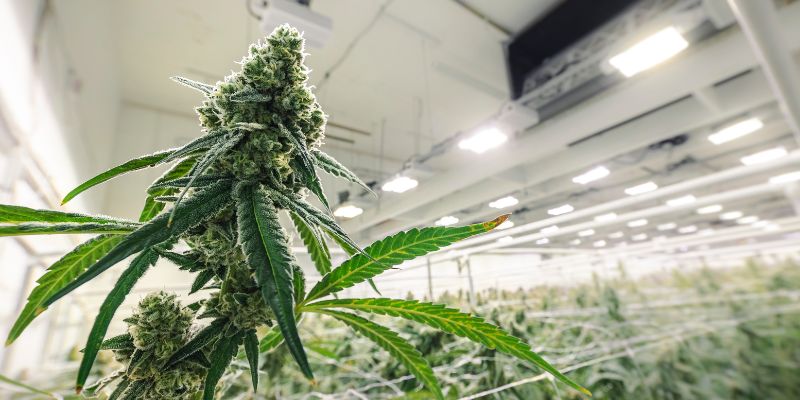 MoscaSeeds's tweet card. Controlling humidity during the flowering stage is essential for protecting bud structure, terpene retention, and mold resistance. Prevent bud rot and mold with best practices