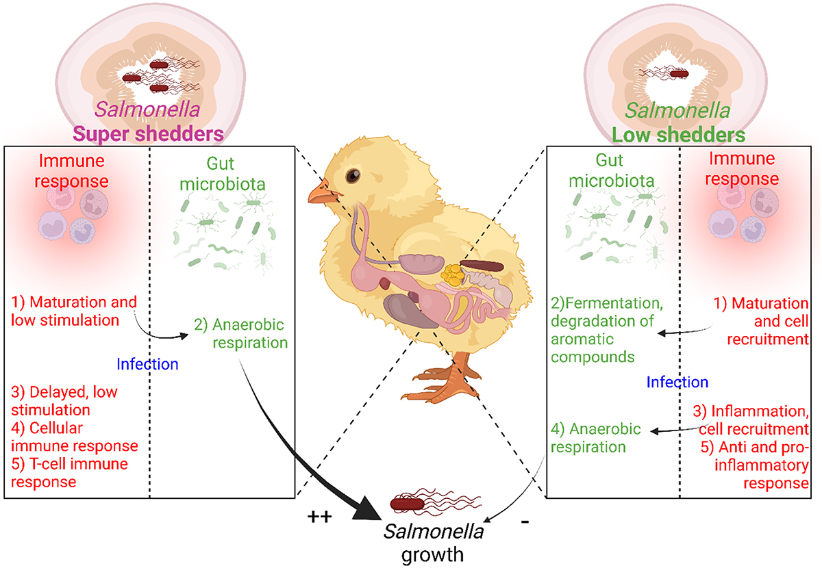 isabelle_payant's tweet card. Super- and low-shedding phenomena have been observed in genetically homogeneous hosts infected by a single bacterial strain. To decipher the mechanisms underlying these phenotypes, we conducted an ...