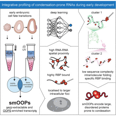 CellGenomics's tweet card. This study identifies a unique class of condensation-prone RNAs (smOOPs), defined by semi-extractability and enrichment in OOPS. smOOPs form denser-than-expected RNA-RNA subnetworks, display distinct...